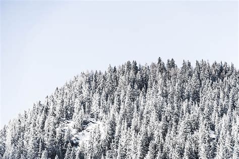 Snow covered trees, HD wallpaper | Peakpx