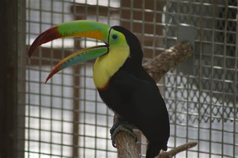 The ZooChat Photographic Guide To The Piciformes (part I) - Toucans ...