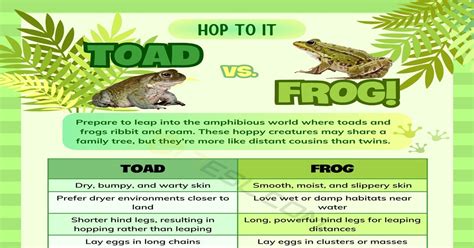 Toad vs. Frog: What's the Difference between Toad and Frog? • 7ESL