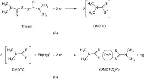 Schematic representation of (A) S-S bond cleavage on Hg surface... | Download Scientific Diagram