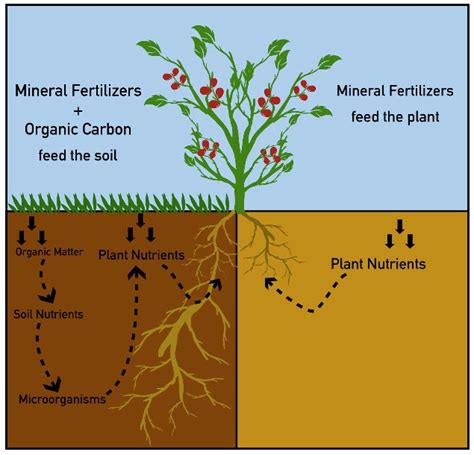 Improving Soil with Sustainable Methods - Capital Trees