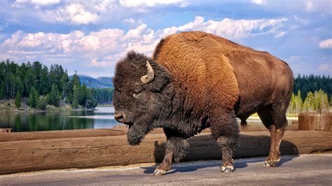 Bison, Yellowstone, 2013 | Bison, Buffalo animal, Bison art