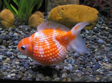 Pearlscale Goldfish 101: The Essential Care Guide