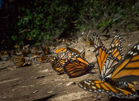 Mariposa Monarca: ¿por qué disminuyó este año su presencia en los ...