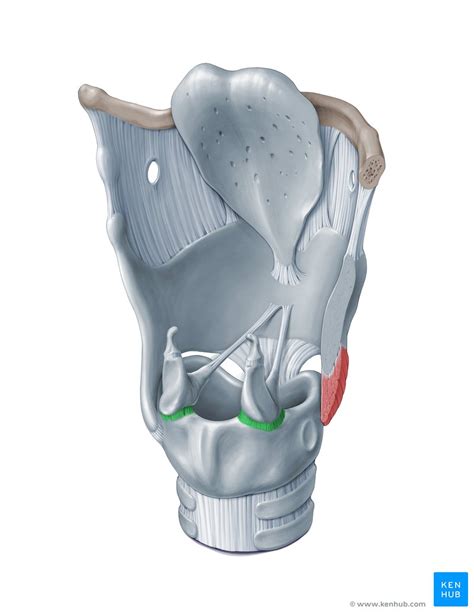 Cricoarytenoid and cricothyroid joints | Synovial joint, Anatomy, Joint