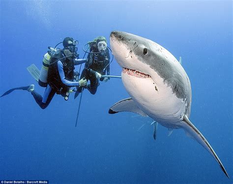 SCUBA SCOOP/latest dive stories: Sharks are not 'man-eaters'