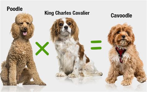 14 Cavoodle Details You Can't Afford to Miss (Full Guide)