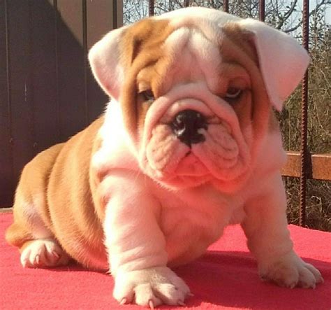 Buy English Bulldog Puppy for Sale - Dav Pet Lovers