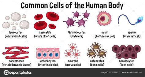 Common Cells Human Body Illustration Stock Vector Image by ©brgfx ...