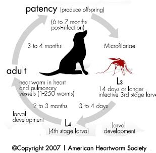 Heartworm Life Cycle