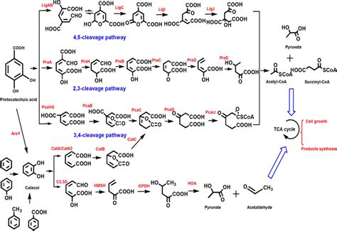 The degradation of protocatechuic acid is categorized as 3, 4-cleavage ...