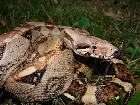 Boa Constrictor Facts | Anatomy, Diet, Habitat, Behavior - Animals Time