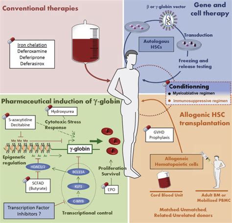 Factor Receptor: Beta Thalassemia Treatment