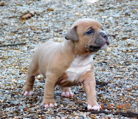 American Bully Puppies For Sale | Chattanooga, TN #193498