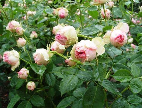 15 Best Varieties of Shrub Roses - Best Landscape Ideas