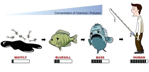 Biomagnification: Nature’s karma – Eco-intelligent™