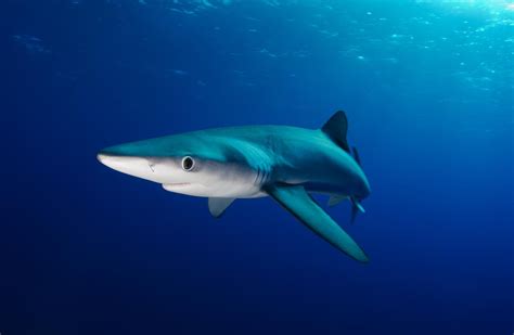 Insolite : un requin bleu filmé dans le Vieux-Port de Marseille