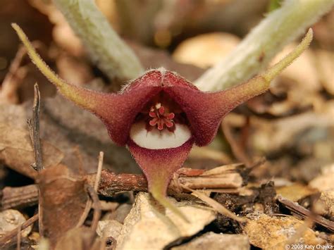 Asarum canadense (Canadian Wild Ginger): Minnesota Wildflowers