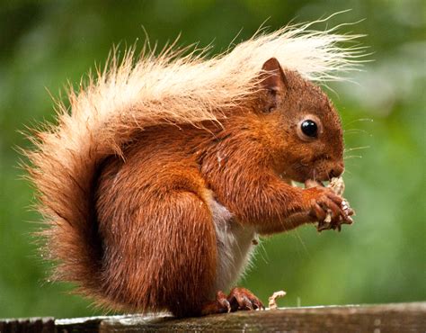 Red Squirrel - British Wildlife Wiki