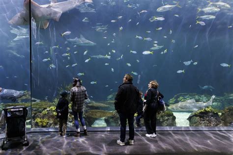 Zebra shark at the Shedd gives ‘virgin birth’ - Chicago Sun-Times