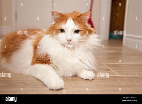 A fluffy orange and white cat laying on the floor at home Stock Photo ...