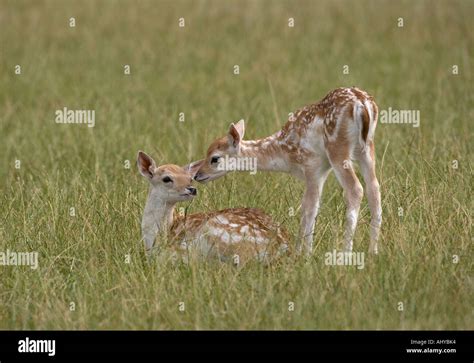 Fallow Deer Fawns Cervus dama Stock Photo - Alamy