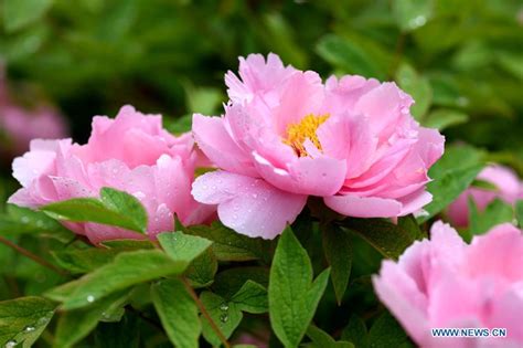 Chine : fleurs de pivoine dans le nord_French.news.cn