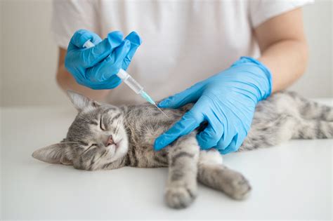 Feline Immunodeficiency Virus - Pets24