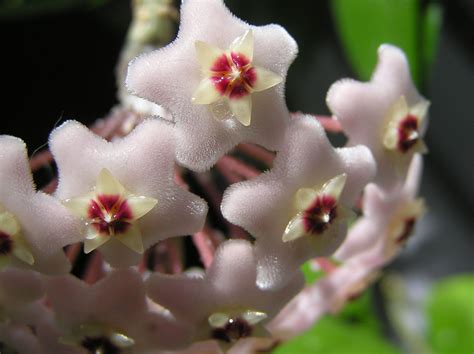 Hoya carnosa (L.f.) R.Br. | Plants of the World Online | Kew Science