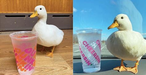 A duck named ‘Munchkin’ likes to drink ice water out of Dunkin’ cups. She has millions of fans ...