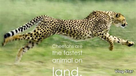 Cheetah Facts