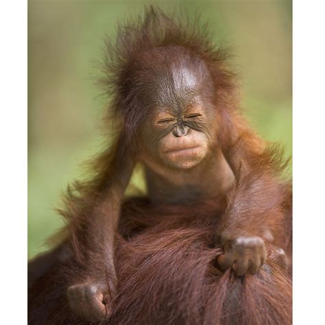 Top 10 images of orangutans for International Day of Happiness ...