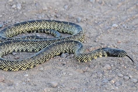 Desert Kingsnake - Lampropeltis Getula Splendida