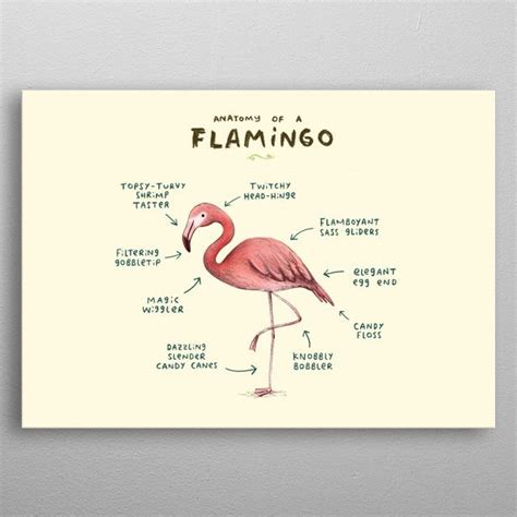 'Anatomy of a Flamingo' Metal Poster Print - Sophie Corrigan | Displate | Flamingo art print ...