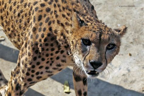 The Indian Cheetah: Hunter, Hunted, Extinct | Madras Courier