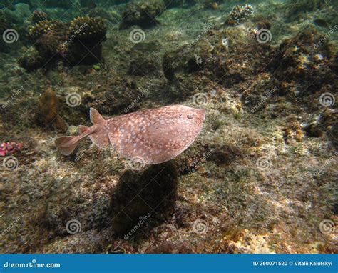 Stingrays, Leopard Electric Stingray . Stock Photo - Image of woodland ...