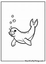 Seals Activity And Coloring Pages sketch template
