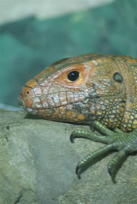 Caiman Lizard Care Sheet: Diet, Enclosure, Habitat & More