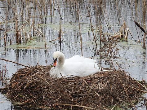 Tallaght Gulls + Rings: February 2017 - Early Swan Nesting