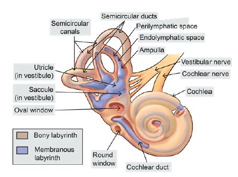 Meniere's disease: Anatomy of Inner Ear - NEET PG ENT