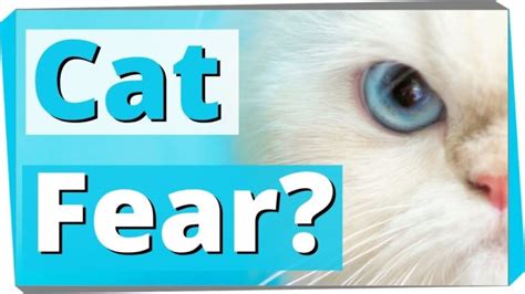 Fear & Phobia from Cats or Ailurophobia (Fear of Cats) : Symptoms ...