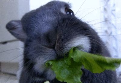 eating salad rabbit diet gif | WiffleGif