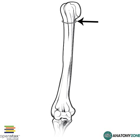 Surgical Neck of Humerus - AnatomyZone