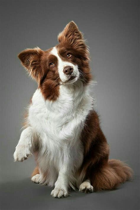 Pin by Barbara Rathmanner on wundervoll | Dog breeds, Collie puppies, Border collie colors