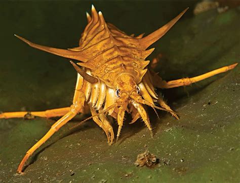 Armoured critter | Weird animals, Weird insects, Deep sea creatures