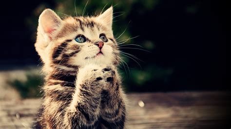 kittens, Cat, Feline, Animals Wallpapers HD / Desktop and Mobile ...