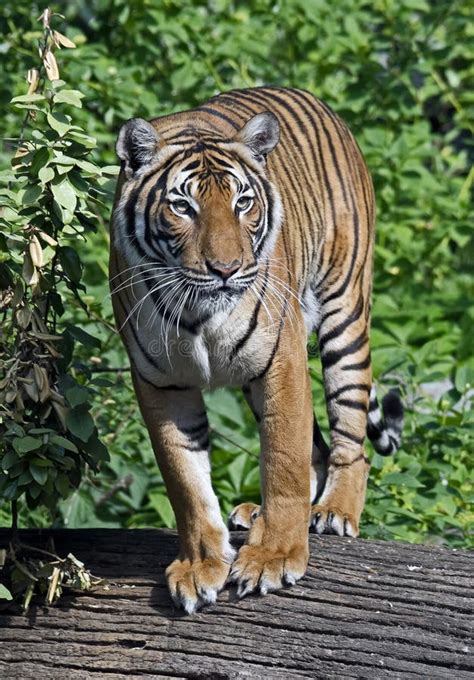 Tigre indochino imagen de archivo. Imagen de gato, piel - 66280141