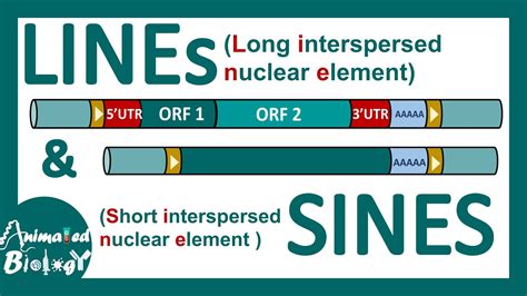 LINEs and SINEs | Poly A retrotransposon | Genetic organization of LINE and SINE | Mol bio - YouTube