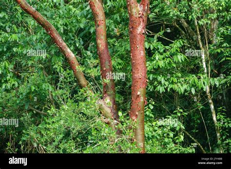 Peeling bark of the Bursera simaruba tree Stock Photo - Alamy