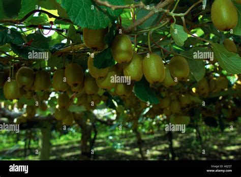 Kiwi Fruit in an Orchard in New Zealand Stock Photo - Alamy